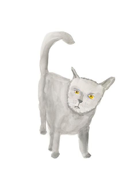 Grey Cat